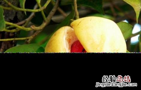 豆蔻的种植方法和管理 豆蔻的种植方法