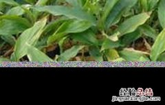 豆蔻的种植方法和管理 豆蔻的种植方法
