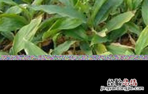 豆蔻的种植方法和管理 豆蔻的种植方法