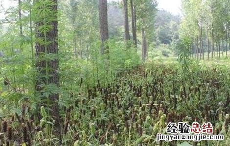 夏枯草怎么种植 夏枯草怎么种植视频