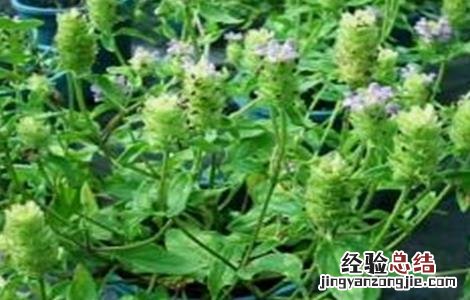 夏枯草怎么种植 夏枯草怎么种植视频