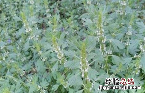 夏枯草怎么种植 夏枯草怎么种植视频