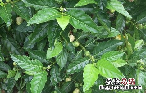 巴戟天怎么种 巴戟天北方能种吗