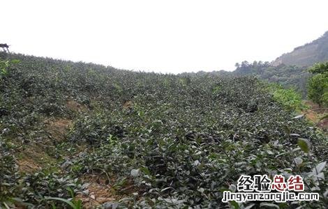 巴戟天怎么种 巴戟天北方能种吗