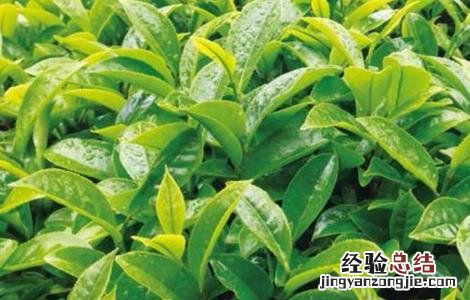 巴戟天怎么种 巴戟天北方能种吗