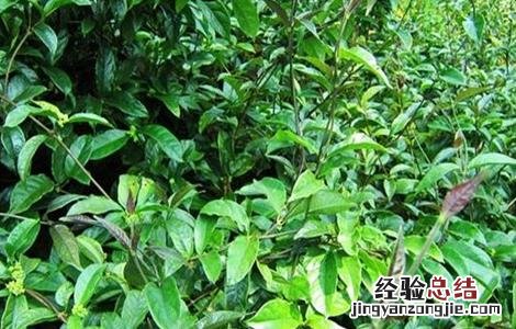 巴戟天怎么种 巴戟天北方能种吗