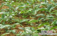 巴戟天怎么种 巴戟天北方能种吗