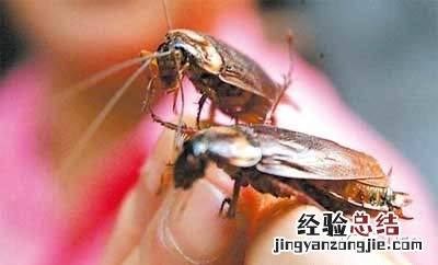 蟑螂怕什么植物 蟑螂怕什么