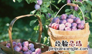 乌梅是什么水果做的 乌梅是什么水果制作的