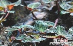 金线莲的种植方法育苗视频 金线莲的种植方法