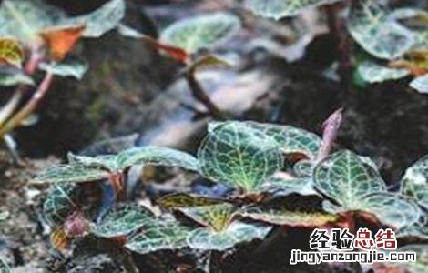 金线莲的种植方法育苗视频 金线莲的种植方法