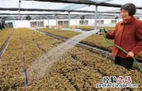 金线莲的种植方法育苗视频 金线莲的种植方法