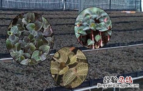 金线莲的种植方法育苗视频 金线莲的种植方法