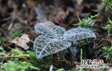 金线莲的种植方法育苗视频 金线莲的种植方法