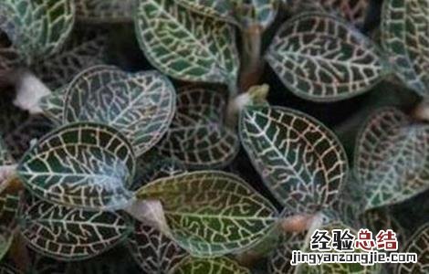 金线莲的种植方法育苗视频 金线莲的种植方法