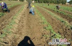 板蓝根种植技术 板蓝根种植技术及亩收益