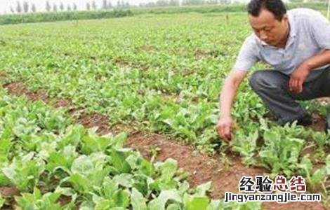 板蓝根种植技术 板蓝根种植技术及亩收益