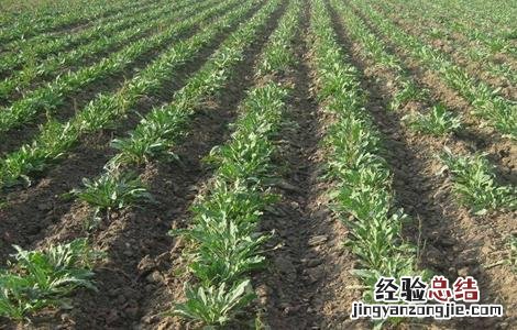 板蓝根种植技术 板蓝根种植技术及亩收益