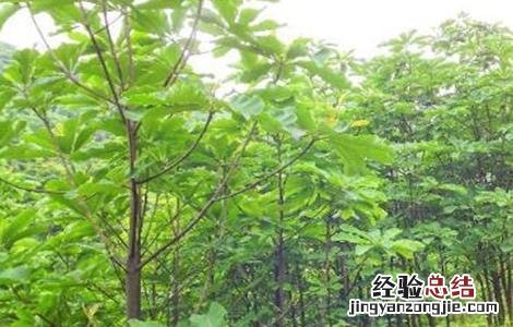厚朴怎么种 厚朴长啥样子