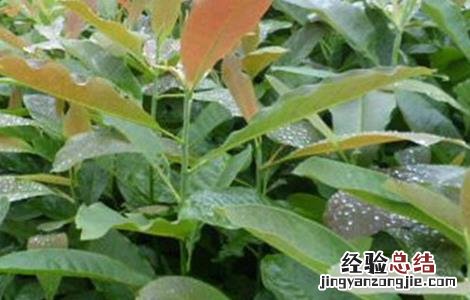 厚朴怎么种 厚朴长啥样子