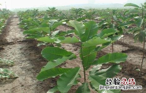 厚朴怎么种 厚朴长啥样子