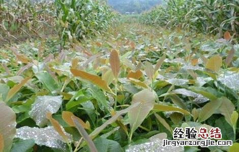 厚朴怎么种 厚朴长啥样子