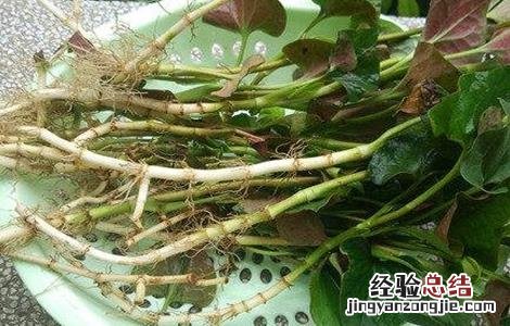 鱼腥草该怎么管理 鱼腥草怎么办