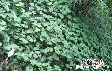 鱼腥草该怎么管理 鱼腥草怎么办