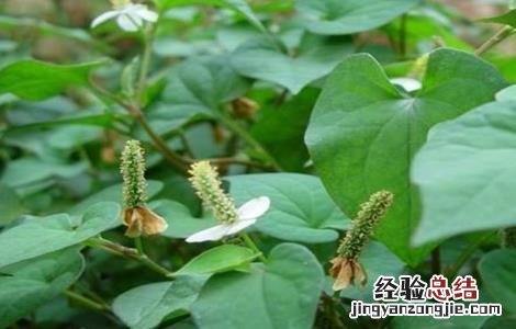 鱼腥草该怎么管理 鱼腥草怎么办
