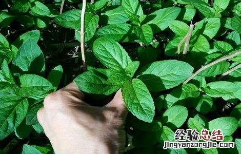 薄荷的田间管理方法 薄荷的田间管理