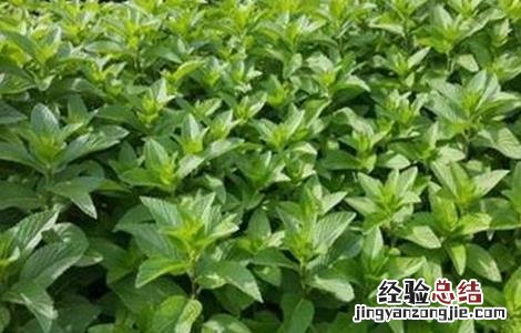 薄荷的田间管理方法 薄荷的田间管理