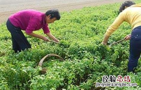 薄荷的田间管理方法 薄荷的田间管理