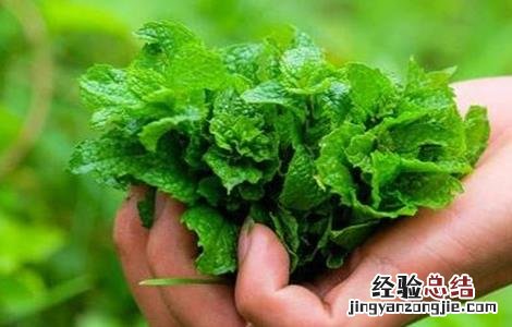 薄荷的田间管理方法 薄荷的田间管理