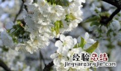 樱花和樱桃的区别是什么 樱花和樱桃的区别