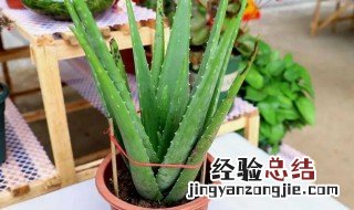不夜城芦荟的功效作用有哪些 不夜城芦荟有如下功效作用