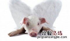 烤乳猪教程烤箱 烤乳猪教程