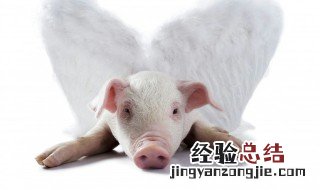 烤乳猪教程烤箱 烤乳猪教程