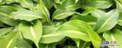 多年生草本植物万年青开花预兆什么 万年青植物图片开花