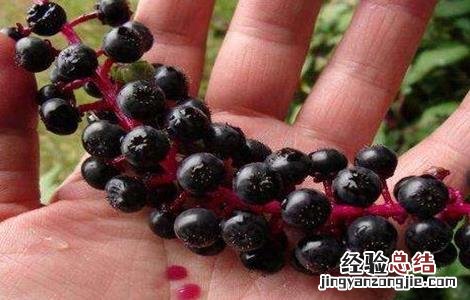 商陆怎么繁殖 商陆的繁殖方式