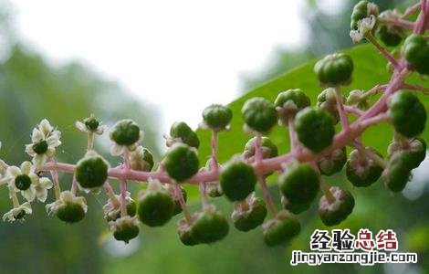 商陆怎么繁殖 商陆的繁殖方式