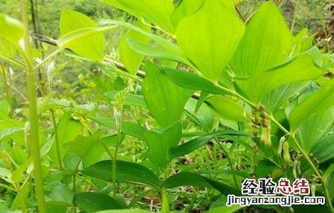 玉竹的种植条件和方法 玉竹的种植条件