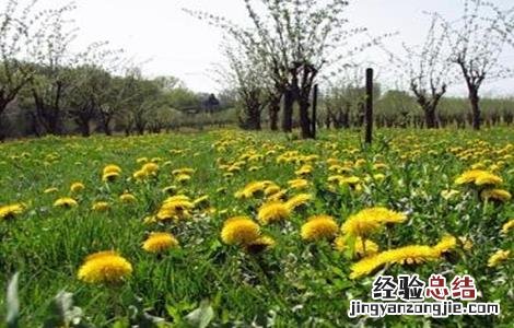 蒲公英种植的田间管理 蒲公英种植管理技术