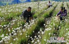 蒲公英种植的田间管理 蒲公英种植管理技术