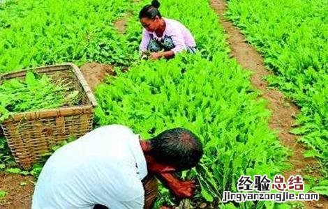 蒲公英种植的田间管理 蒲公英种植管理技术