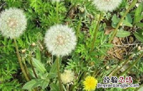 蒲公英种植的田间管理 蒲公英种植管理技术