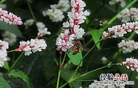 辣蓼种植的方法 辣蓼草的种植方法