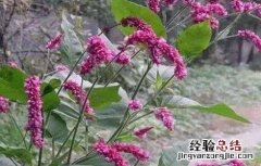 辣蓼种植的方法 辣蓼草的种植方法