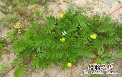 蕨麻的种植技术与管理 蕨麻的种植技术