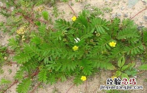 蕨麻的种植技术与管理 蕨麻的种植技术