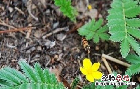 蕨麻的种植技术与管理 蕨麻的种植技术